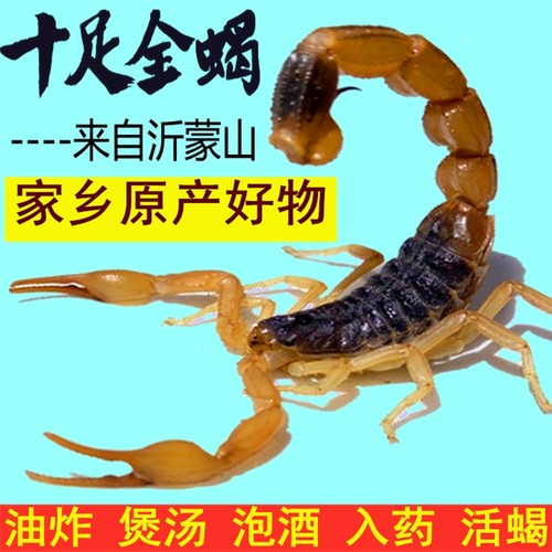 蝎子活体正宗沂蒙野性十足全蝎食用煲汤油炸泡酒干活蝎子活虫