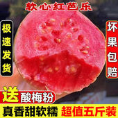 福建香软红心芭乐软糯香甜应季 水果土番石榴鲜果鸡屎果冰淇淋芭乐