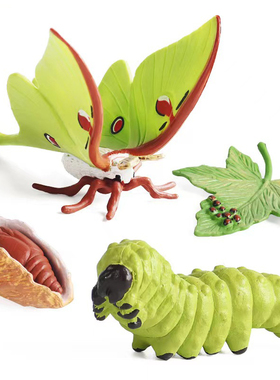 仿真昆虫动物成长周期模型仿真 青蛙 蝴蝶 蚕宝宝 种子 生长周期