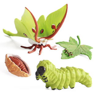 仿真昆虫动物成长周期模型仿真 青蛙 蝴蝶 蚕宝宝 种子 生长周期