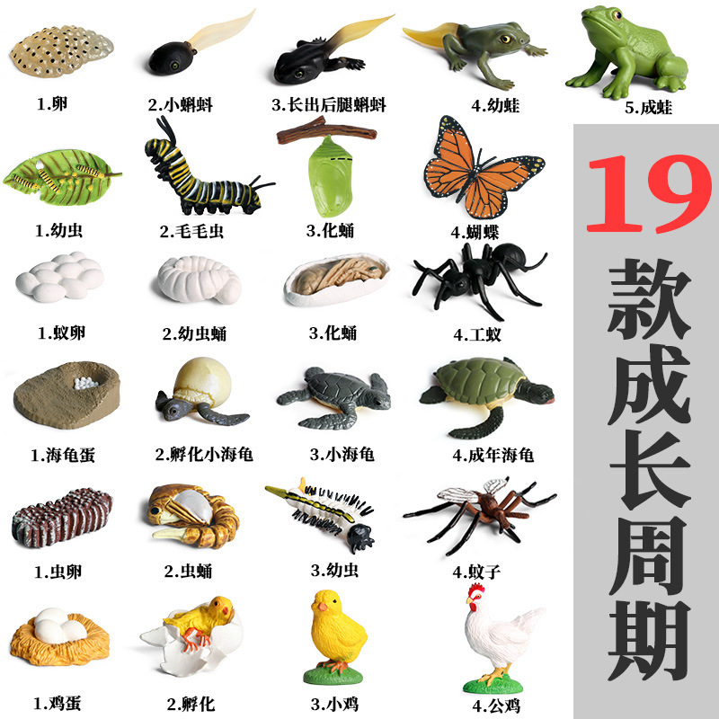 仿真动物生长周期模型 5款青蛙小鸡海洋动物成长周期儿童科教玩具