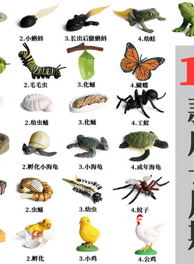 仿真动物生长周期模型 5款青蛙小鸡海洋动物成长周期儿童科教玩具