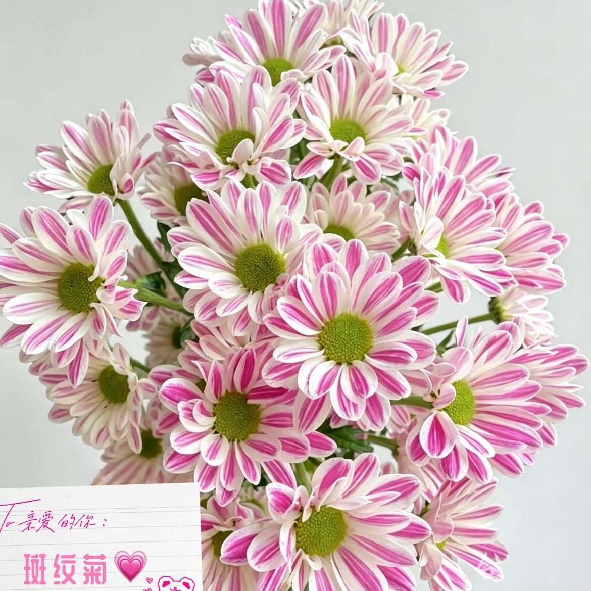 云南小雏菊鲜切花花期超长水养鲜花教师节送朋友商务