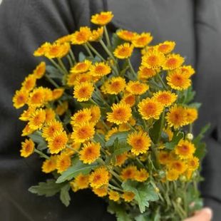 小雏菊鲜花云南基地直发网红小菊花家庭办公室花瓶插花水养花配花