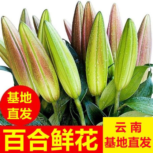 百合特浓香水百合鲜切花香味浓郁家用水养插花办公家具