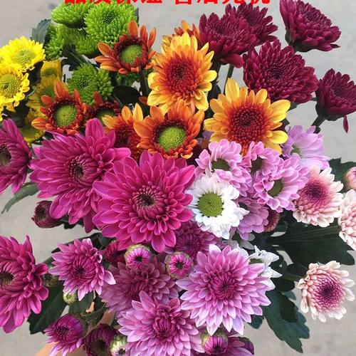 小雏菊鲜花水养超长花期单色混色可源头发货包损包售后鲜花直发