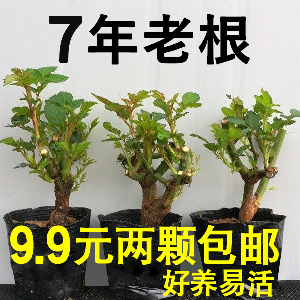 7年玫瑰花苗老桩空气清香四季开大花盆栽好养植物阳台庭院月季花 鲜花速递/花卉仿真/绿植园艺 月季/蔷薇/玫瑰 原图主图