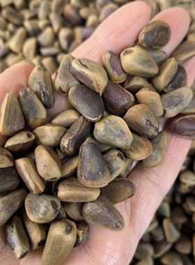 东北红松林松子手工开口熟的零食干果孕妇儿童原皮原味即食嘎嘎香