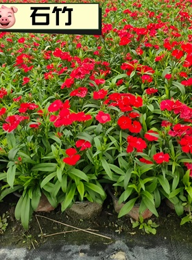 高杆石竹花苗花边石竹四季重瓣耐寒开花花期长庭院观花盆栽绿化苗