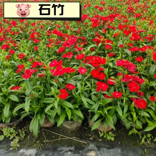 高杆石竹花苗花边石竹四季重瓣耐寒开花花期长庭院观花盆栽绿化苗