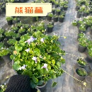 熊猫堇盆栽花苗四季 多年生草本花卉花园庭院宿根地被植物成都发货