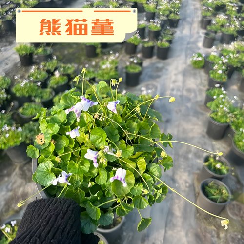 熊猫堇盆栽花苗四季生草本