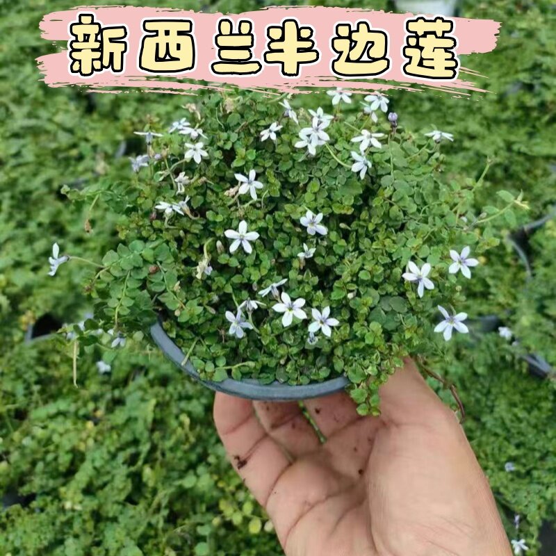 新西兰半边莲盆栽苗蓝色耐寒地被