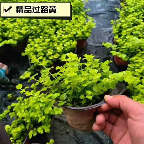 金叶过路黄花镜地被植物搭配耐寒