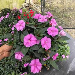 新几内亚凤仙花盆栽 凤仙花耐热耐晒 阳台庭院四季开花易爆盆