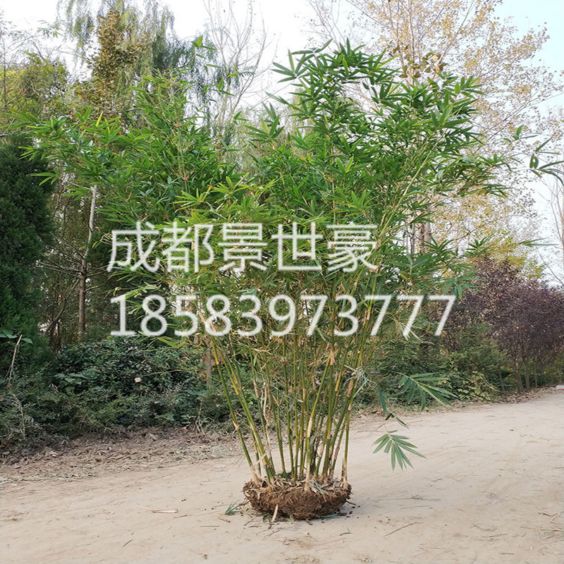 绿化丛生竹子慈孝竹琴丝竹户外庭院植物四季常青风景竹小叶熊猫竹