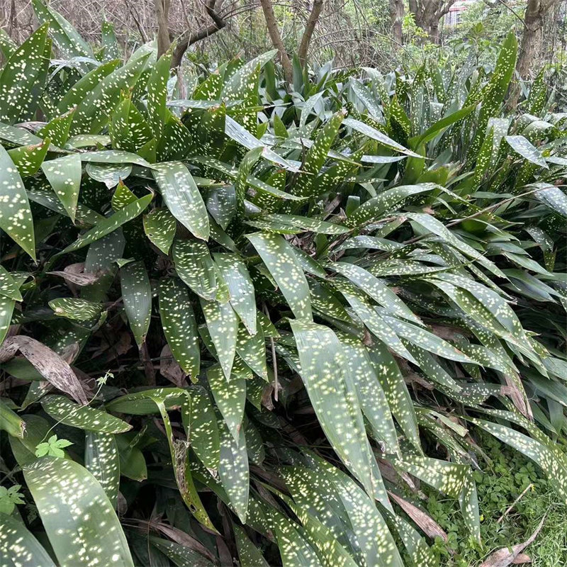 耐寒洒金一叶兰蜘蛛抱蛋盆栽景常青室内客厅观叶植物净化空气