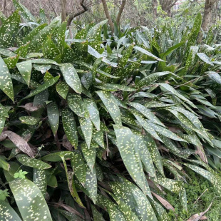 耐寒洒金一叶兰蜘蛛抱蛋盆栽景常青室内客厅观叶植物净化空气
