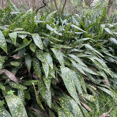 一叶兰耐寒常青观叶植物净化空气