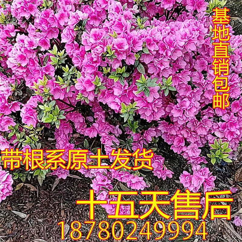 毛叶杜鹃毛鹃春鹃花盆栽苗四季常青小苗庭院花卉紫鹃耐寒耐旱植物