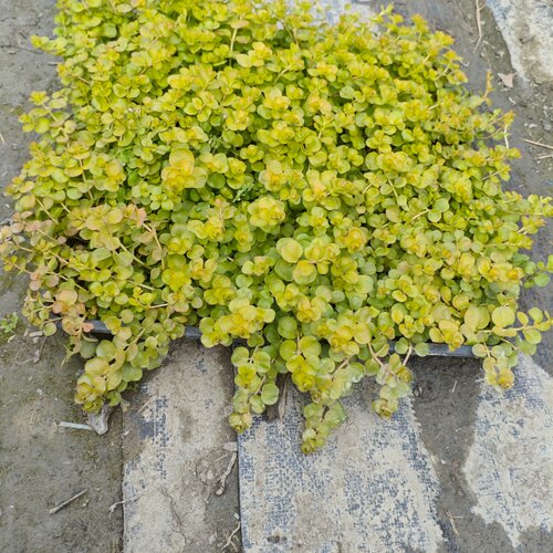 过路黄佛甲草欧石竹庭院地被植物