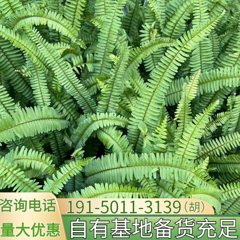 肾蕨盆栽波斯顿蕨类排骨草室内外观叶植物庭院花镜蕨类阳台造景