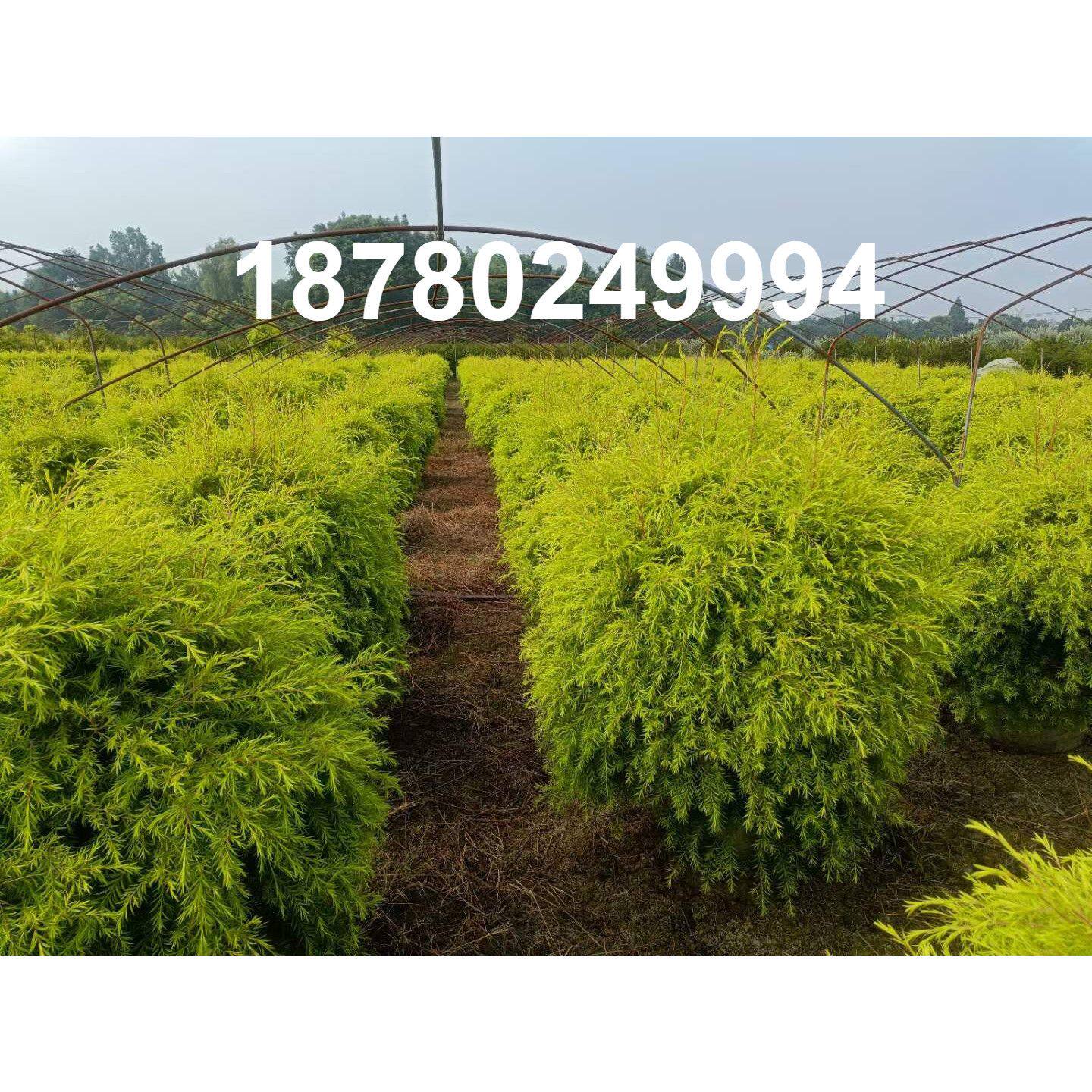 成都四季常绿植物球形千层金苗庭院观赏植物黄金串钱柳树黄金宝树