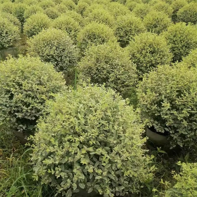金姬小蜡银姬小蜡球形棒棒糖形本地绿化植物庭院种植四季常青美观
