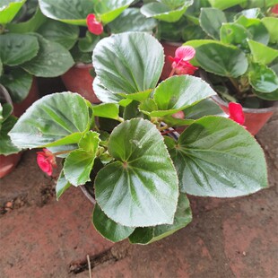 海棠玻璃翠丽格海棠花期带花发货室内庭院阳台盆栽净化空气