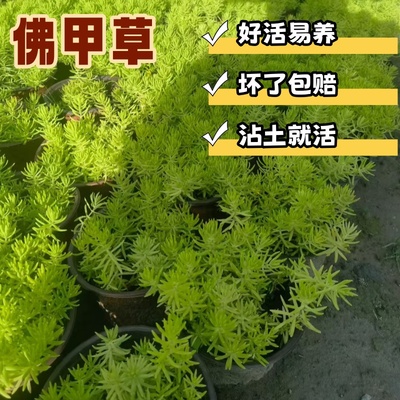 金叶过路黄中华景天佛甲草多年生蔓性常绿观叶植物地栽耐阴易爆盆