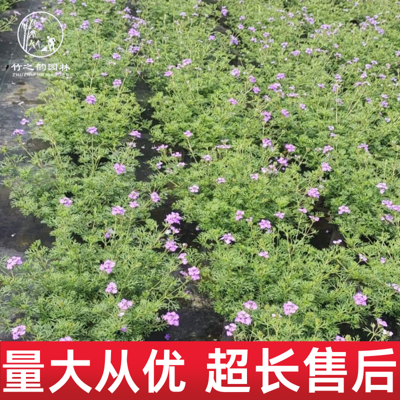 成都白色美女樱盆栽阳台庭院花卉绿植窗台多年生植物好养易活小苗