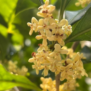桂花树苗桂花卉盆栽浓香型四季庭院地栽矮桩室内花卉好养易活