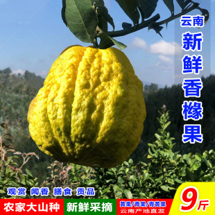 云南香缘新鲜香橼水果农家种现摘精选香园大果佛手柑自己果园