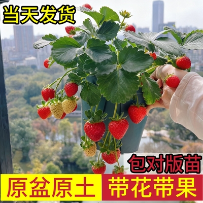 草莓苗带花带果-原盆原土