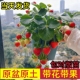 奶油草莓苗特大号草莓苗带花带果原盆原土草莓苗四季 结果盆栽