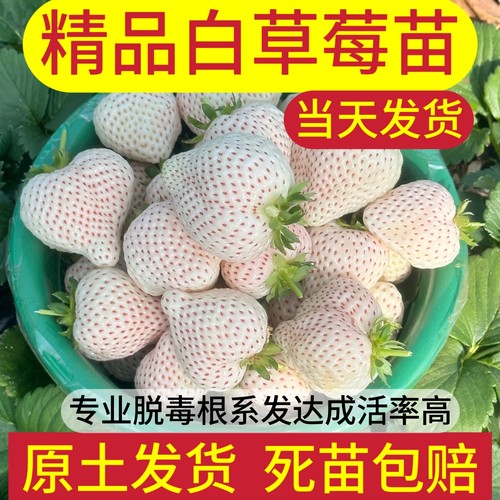 白草莓苗雪兔牛奶草莓苗粉玉2号