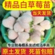 白雪公主草莓苗四季 结果盆栽草莓苗秧穴盘苗天使ae建德白露梦之莹