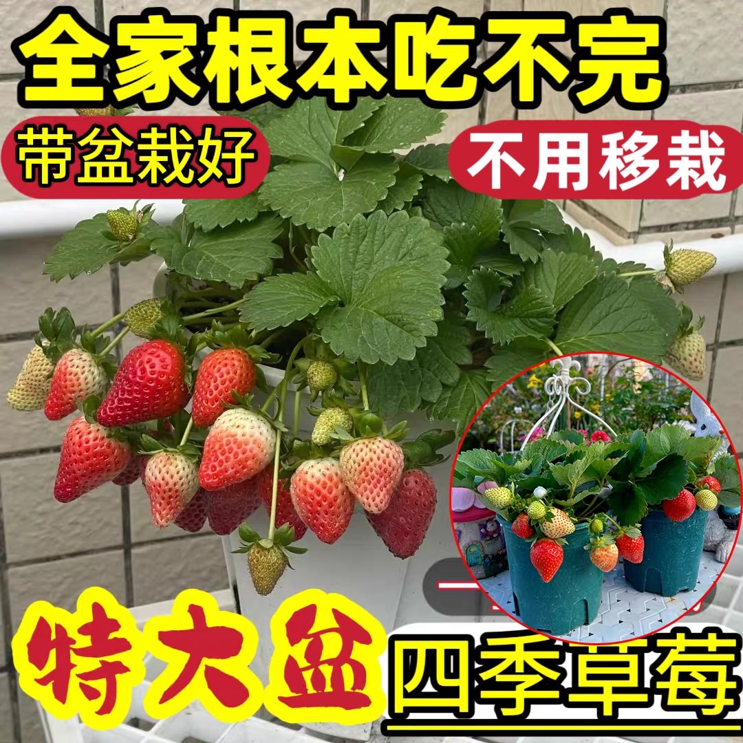 草莓苗盆栽四季结果原土原盆奶油草莓苗特大号带花带果黑珍珠新品