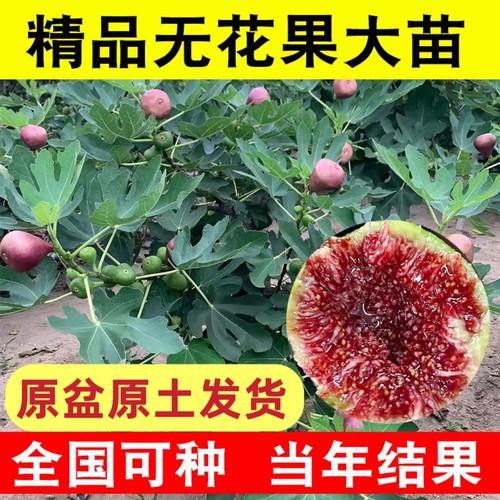 无花果树果-当年结果抗病性好