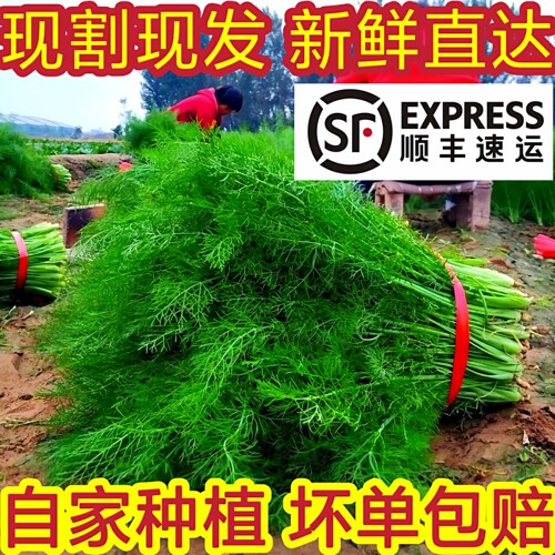顺丰速运新鲜茴香现割现发