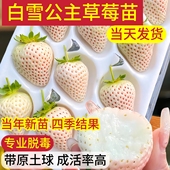 白草莓苗奶油建德白露白色果子草莓苗批发四季 结果盆栽天使越雪妃