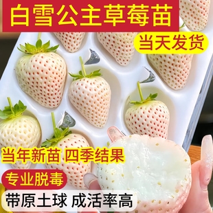白草莓苗奶油建德白露白色果子草莓苗批发四季结果盆栽天使越雪妃