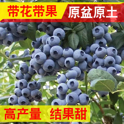 蓝莓树果苗原盆原土带花带果