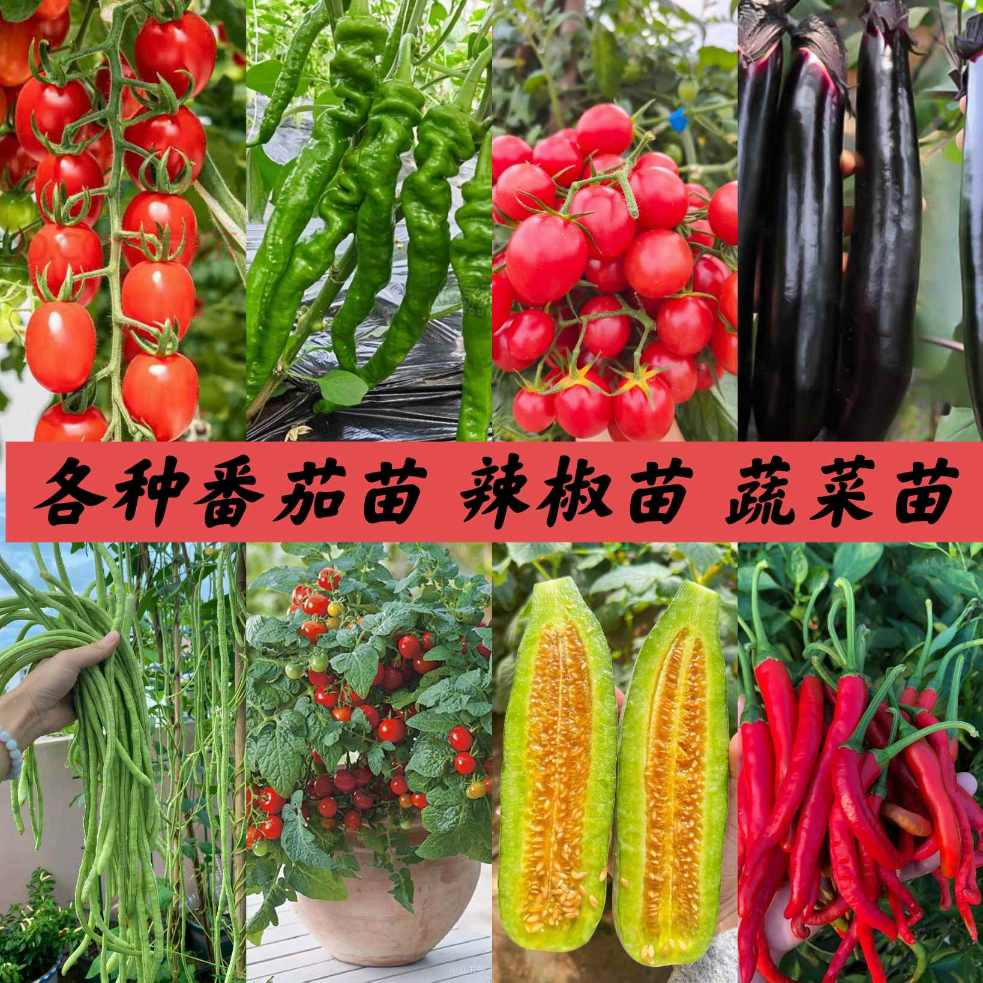 蔬菜苗茄子苗西瓜苗番茄苗辣椒苗四季蔬菜秧蔬菜种子阳台盆栽地栽