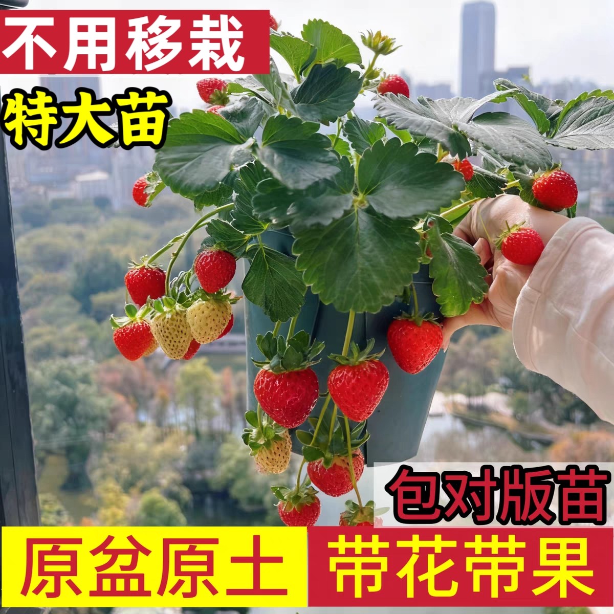 草莓苗带花带果-原盆原土图片