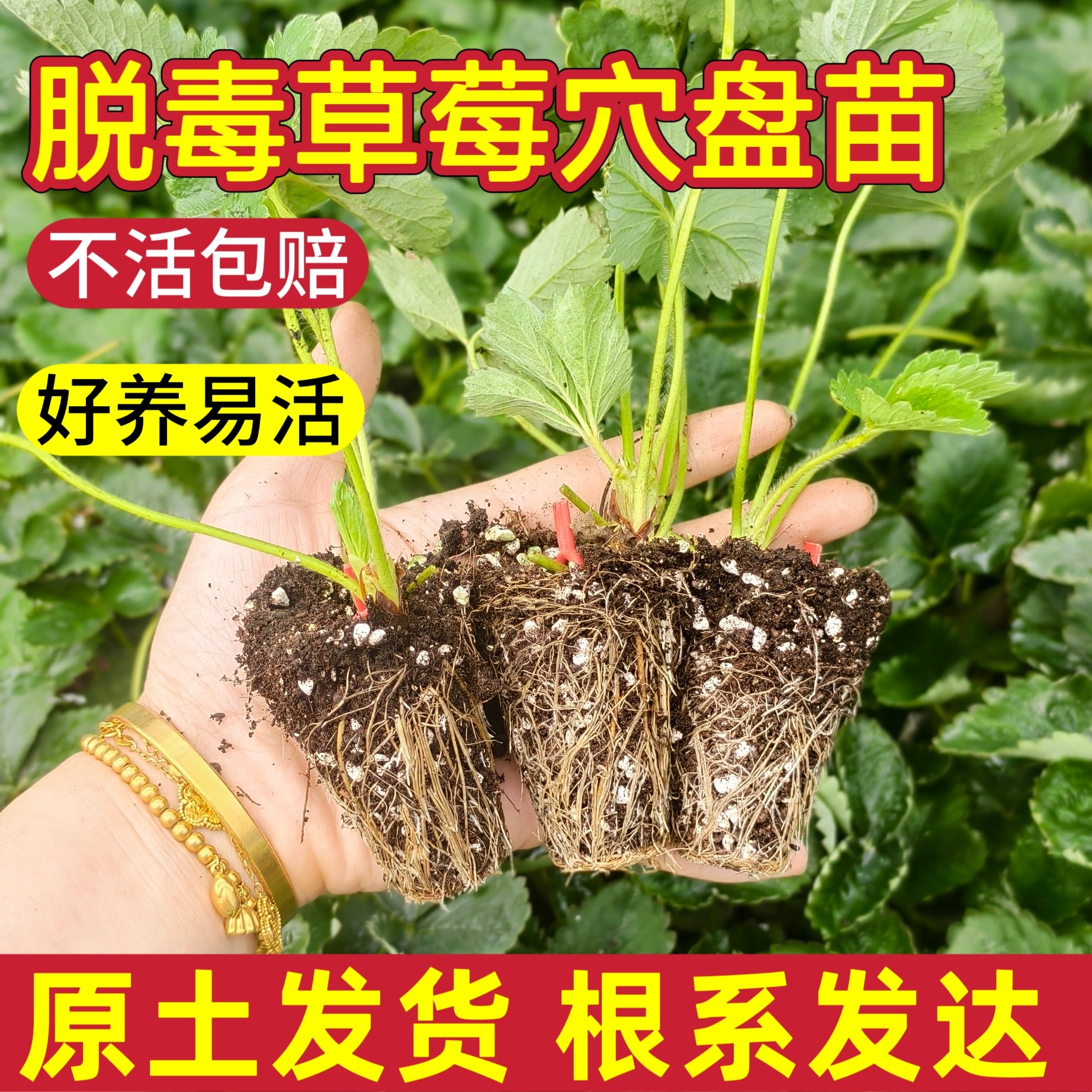 草莓苗玄玉草莓苗优质草莓苗批发新草莓苗真红美铃建德白露奶油