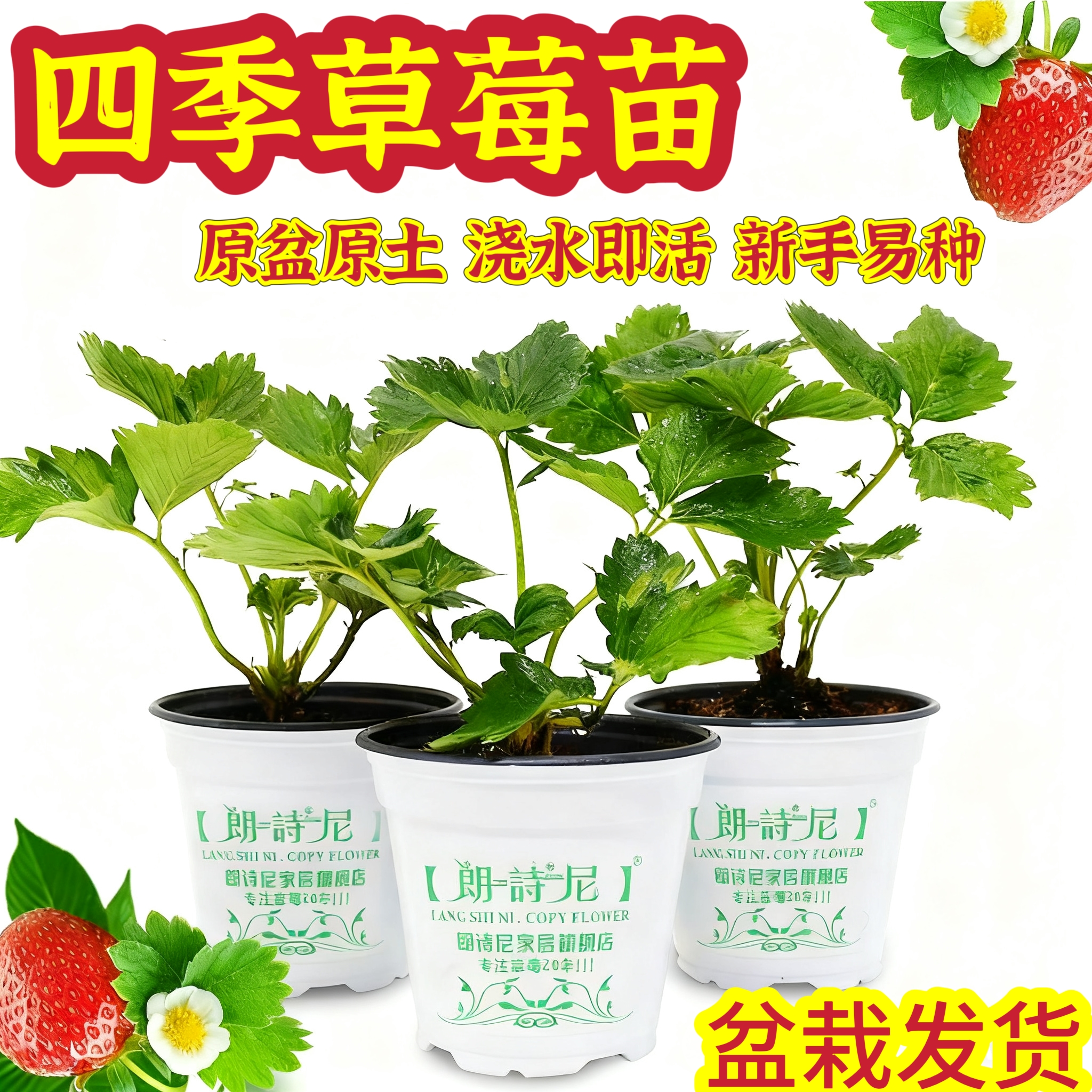 幼儿园种植小盆栽好养活