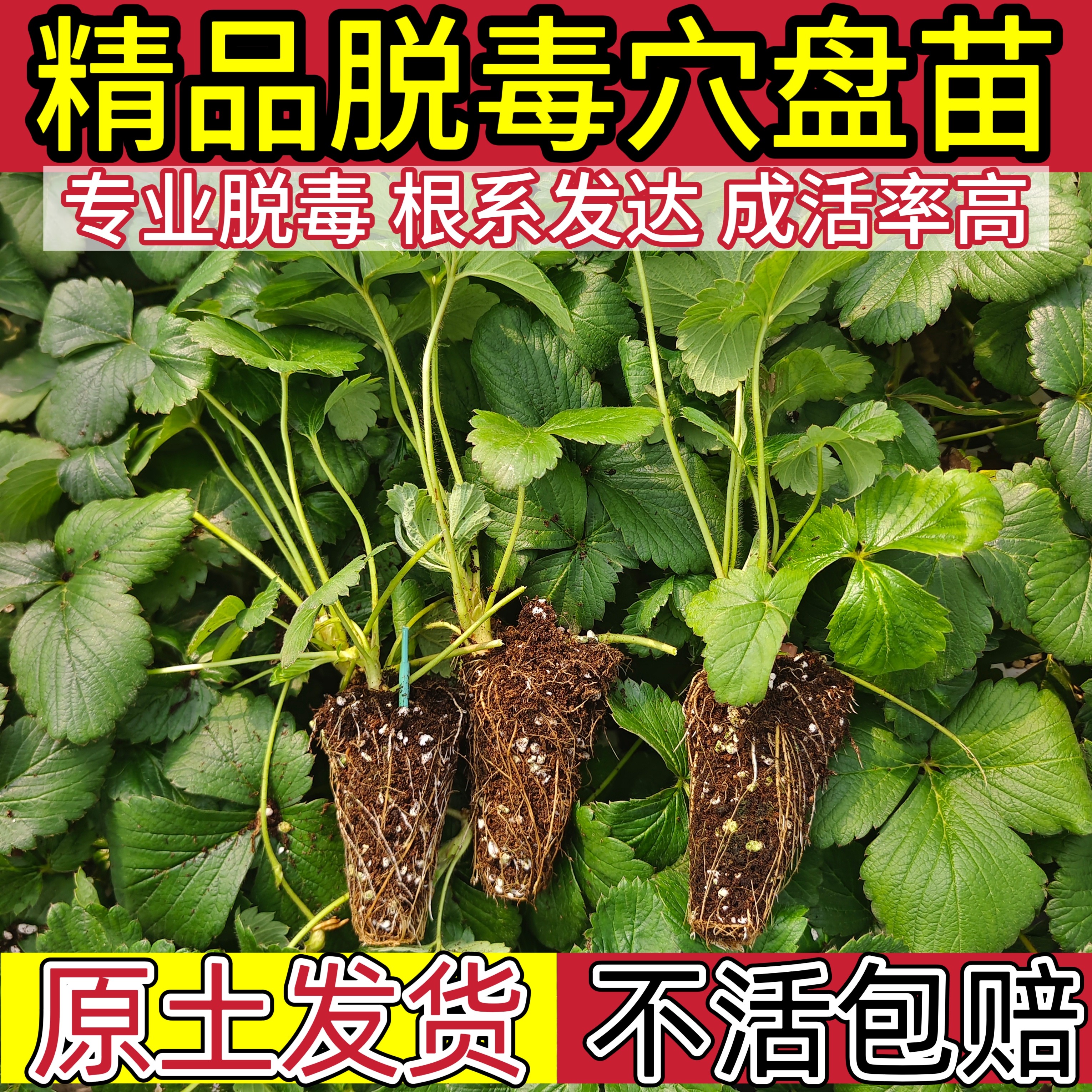 草莓苗草莓苗秧盆栽阳台种植草莓苗带果盆栽奶油草莓苗特大号四季,鲜花速递/花卉仿真/绿植园艺,果树,淘宝优惠券,粉丝福利购,淘宝优惠卷