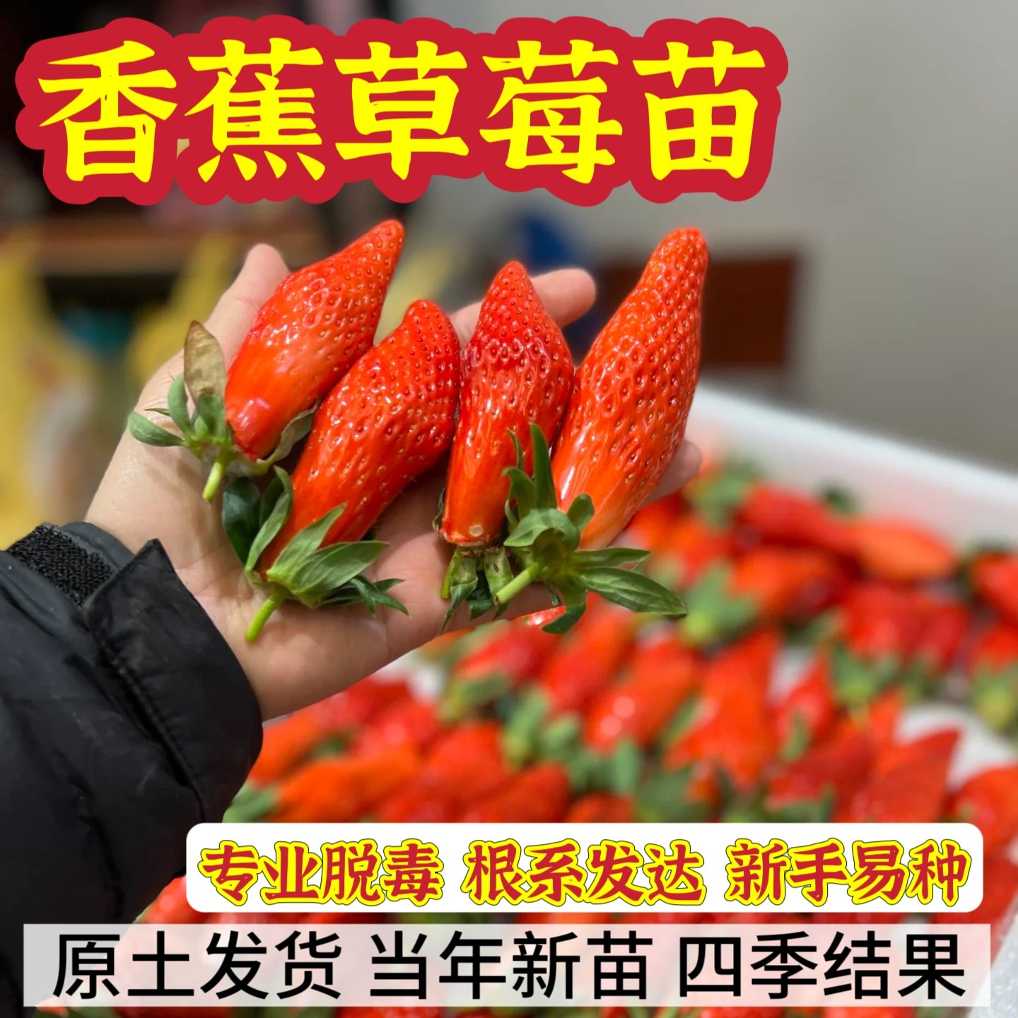 香蕉草莓苗穴盘苗玄玉草莓苗秧优质草莓苗批发奶油隋珠四季种植