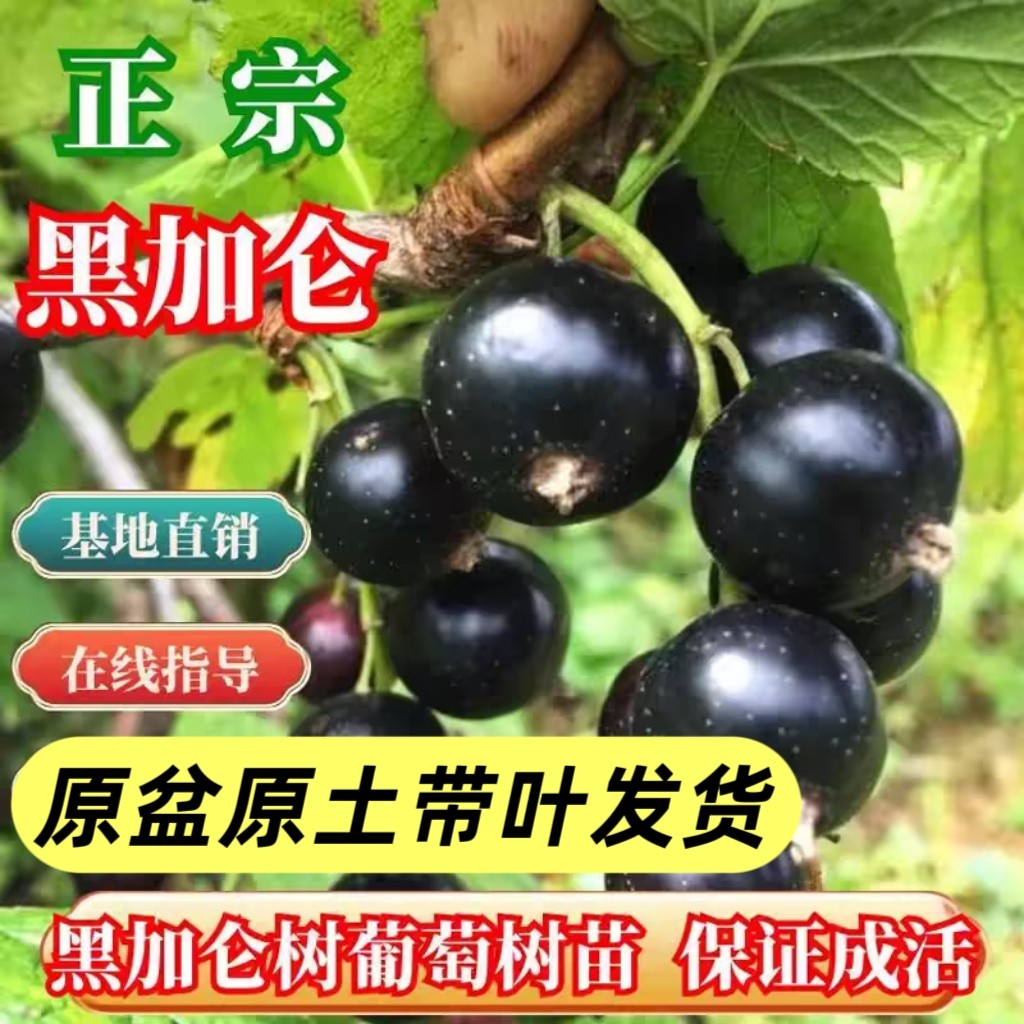 黑加仑树苗树葡萄当年结果南北方种植盆栽地栽庭院耐寒紫莓苗果树